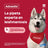 Pipettes antiparasitaires Advantix pour chiens jusqu'à 4 kg, 8 unités de 0,4 ml
