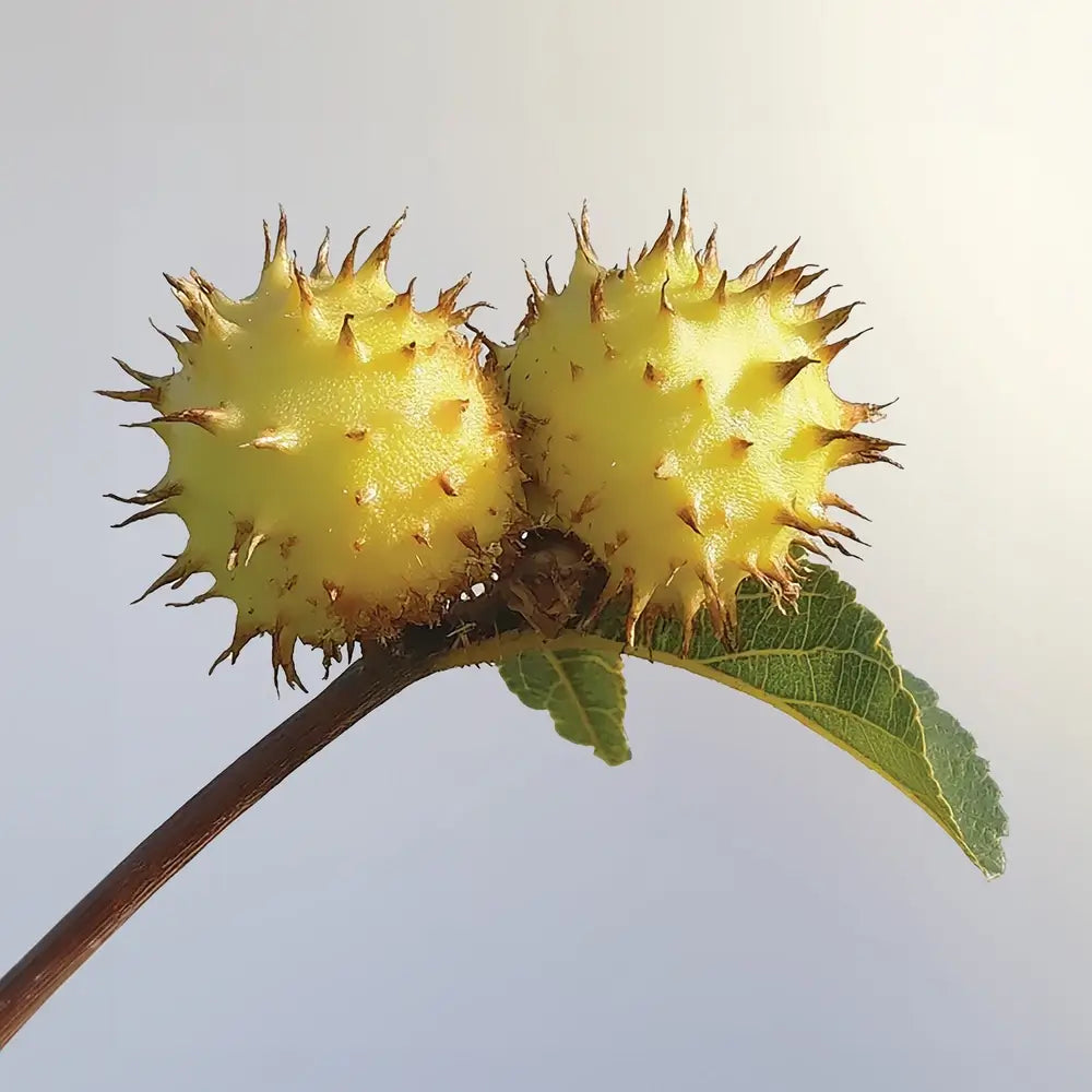 Darphin Éclat Sublime Double Essence Transformante et Rajeunissante 150ml