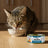 Dibaq Sense Wet Cat Food for Neutered Cats – White Fish with Vegetables, 12 x 70 g
