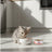 Dibaq Sense Wet Cat Food for Kittens – Chicken with Apple, 12 x 70 g