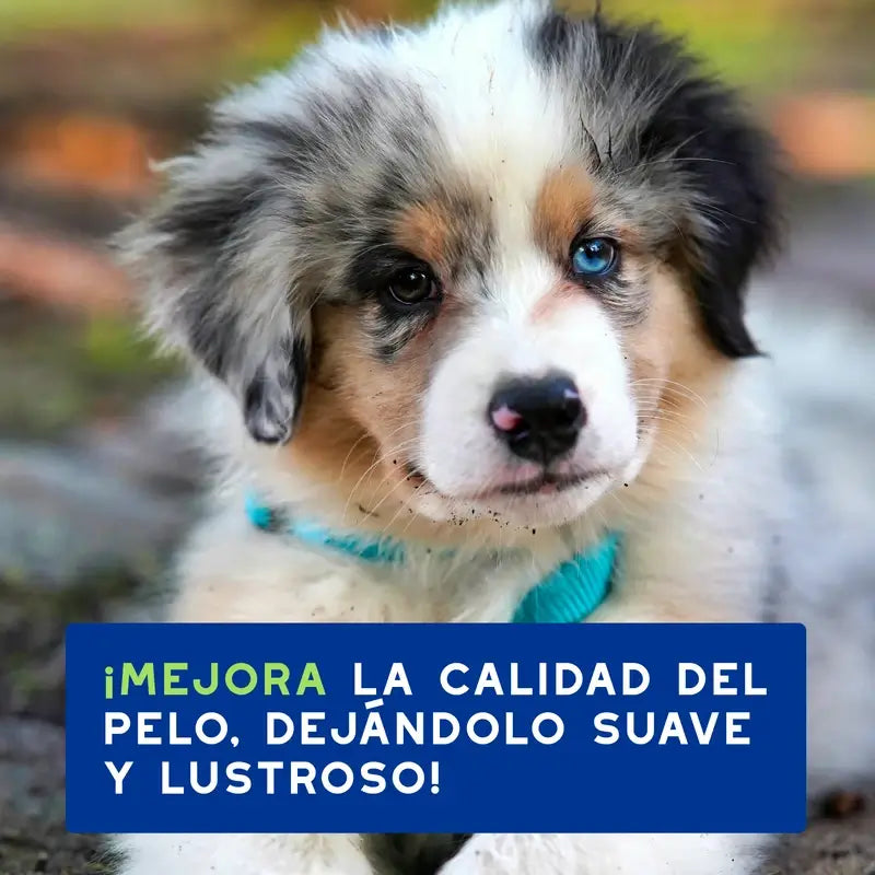 Douxo Skin & Coat Spa Shampooing pour chiots, 250 ml