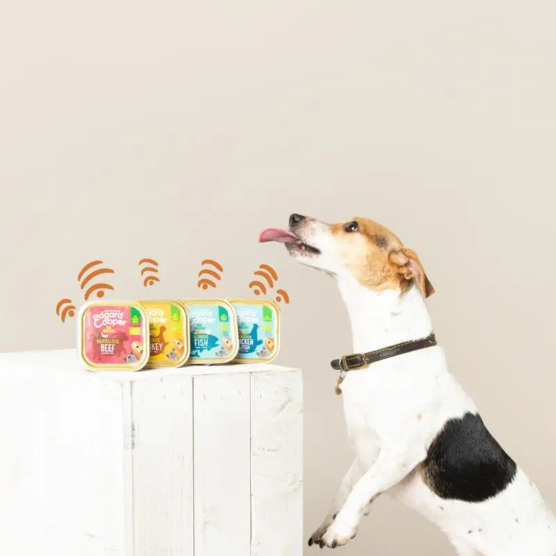 Edgar & Cooper Comida Húmeda Para Perros 17x100g Pavo Orgánico, Coco Y Semillas De Chía Orgánicas