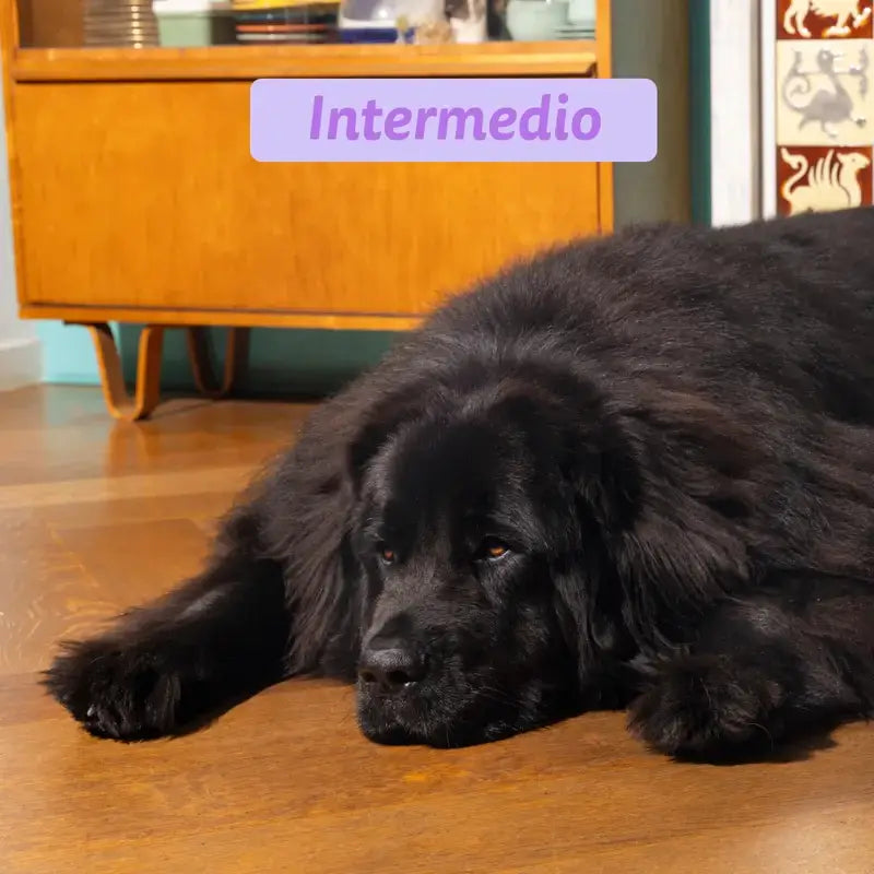 Edgard & Cooper Medium Puppy Food With Fresh Salmon & Turkey , 2.5 kg