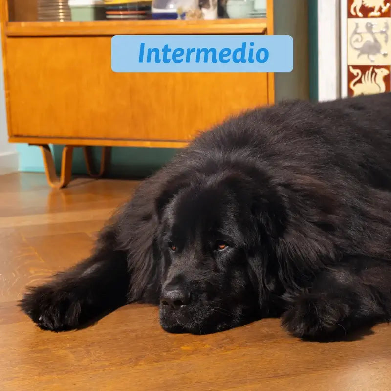 Croquettes pour chien Edgard & Cooper 2.5kg Saumon Norvégien