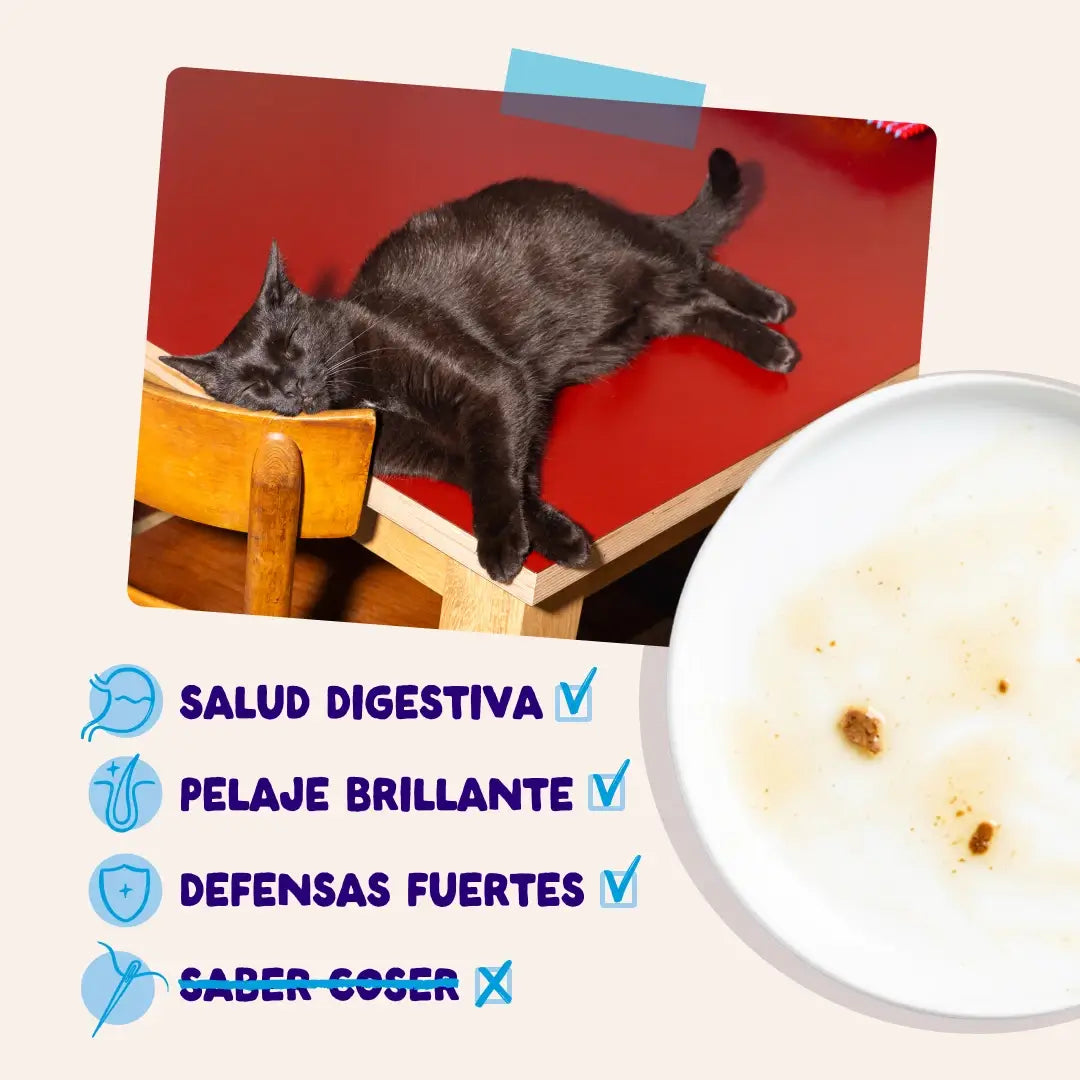 Edgard & Cooper Sélection « Capture du jour » en sauce pour chiens adultes, lot de 12 x 85 g