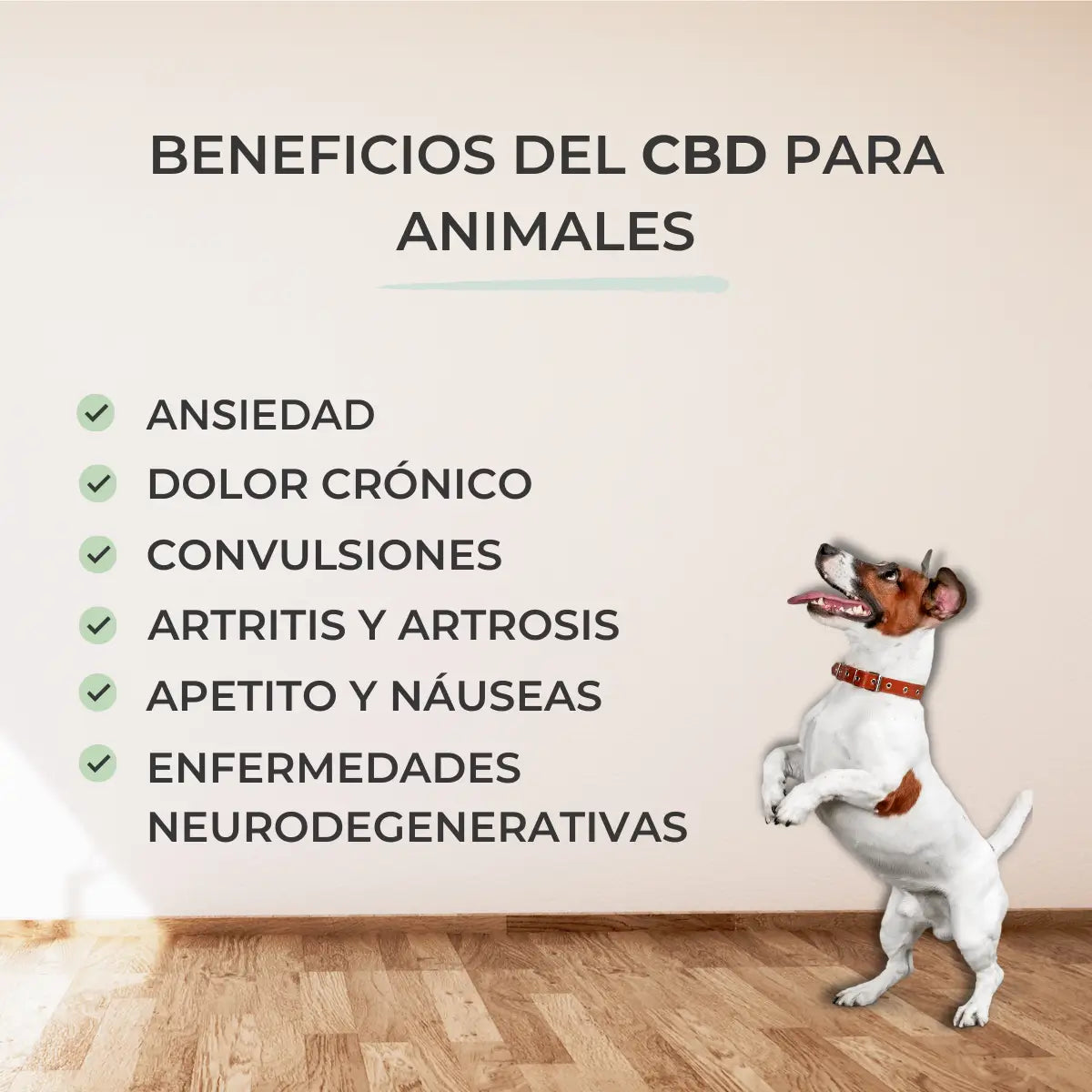Feel Cocoa Cbd Oil 5% Chiens et Chats, 10 ml
