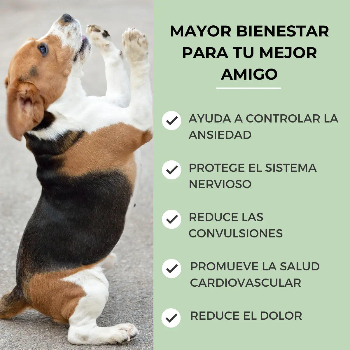 Feel Cocoa Cbd Oil 5% Chiens et Chats, 10 ml