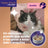 Feliway Happy Snack Goût saumon, 6 sachets
