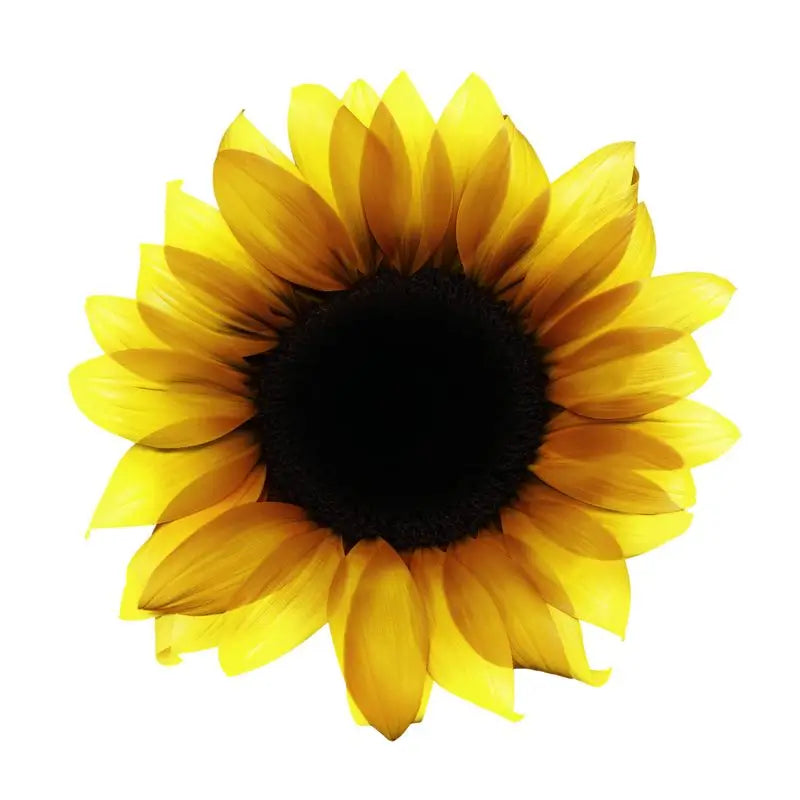 Garnier Olia Coloration Permanente Sans Ammoniaque, Odeur Agréable Avec Huiles Florales Naturelles - Noir Saphir 1.1