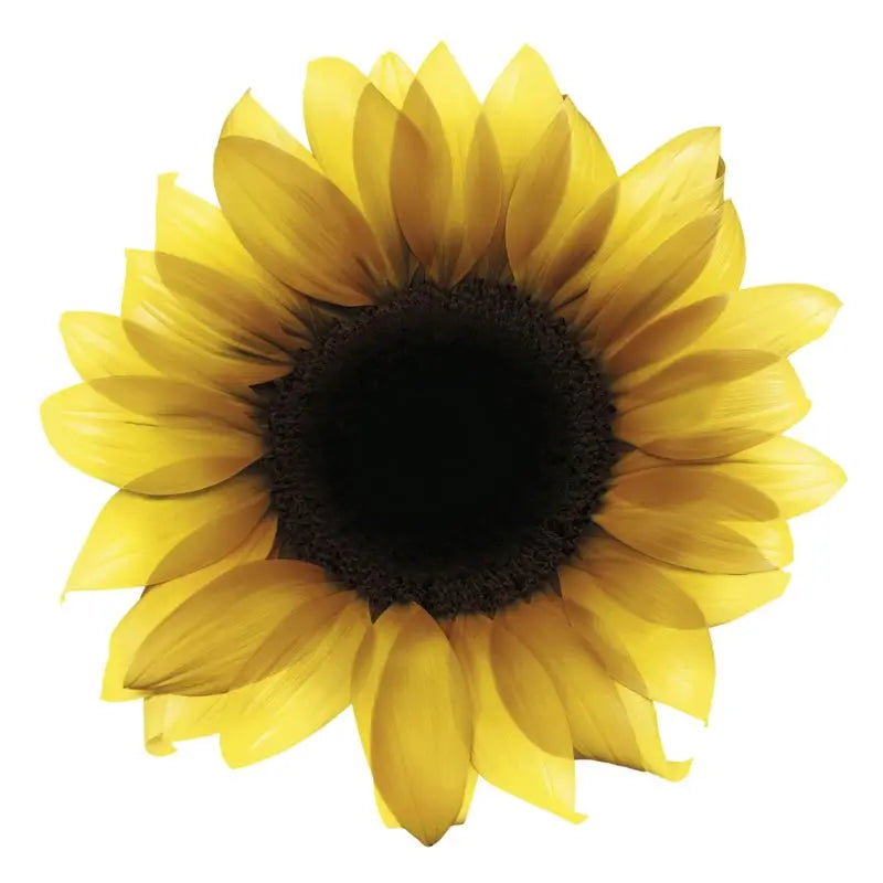 Garnier Olia Coloration Permanente Sans Ammoniaque, Odeur Agréable Avec Huiles Florales Naturelles - Blond Cannelle 7.13