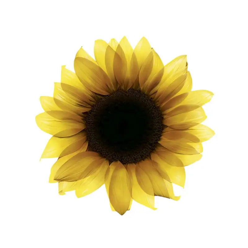 Garnier Olia Coloration Permanente Sans Ammoniaque Pour Une Odeur Agréable Avec Des Huiles Florales Naturelles - Noir Ebène 1.0