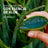 Herbal Essences Shampooing à l'aloe vera 350 ml