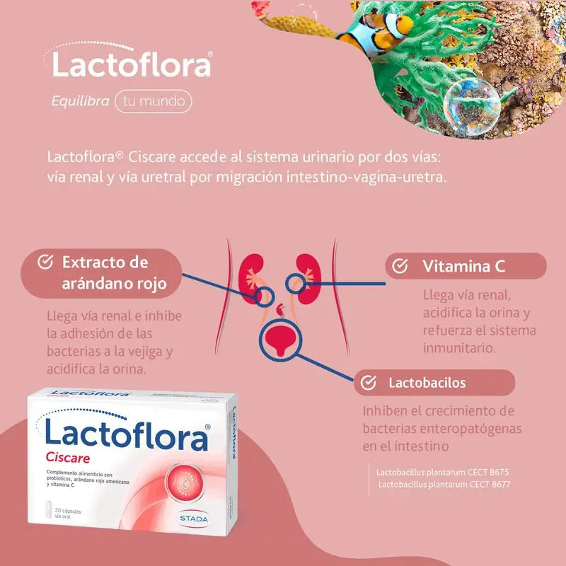 Lactoflora Ciscare 30 gélules