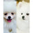 Masco Beauty Nettoyant pour les yeux pour chiens, 30ml