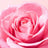 Baume à lèvres Very Rose de Nuxe