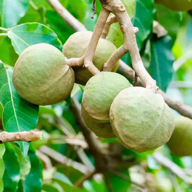 OGX Après-shampooing anti-frisottis à l'huile de Kukui, 385 ml