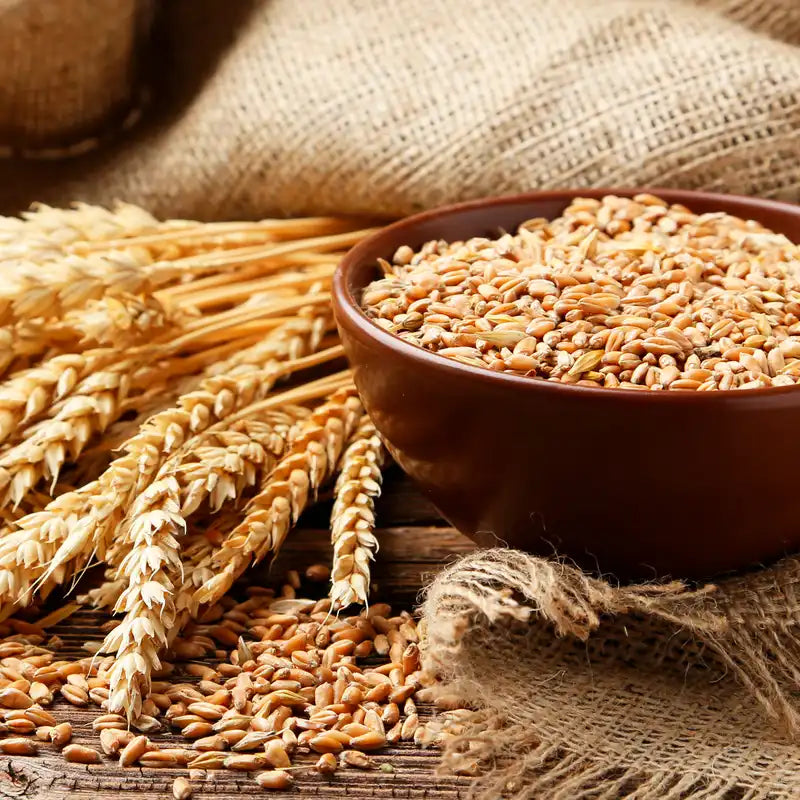 OGX Sulfate, Biotin and Collagen Free Conditioner, Voluminous and Healthy Hair, 385ml