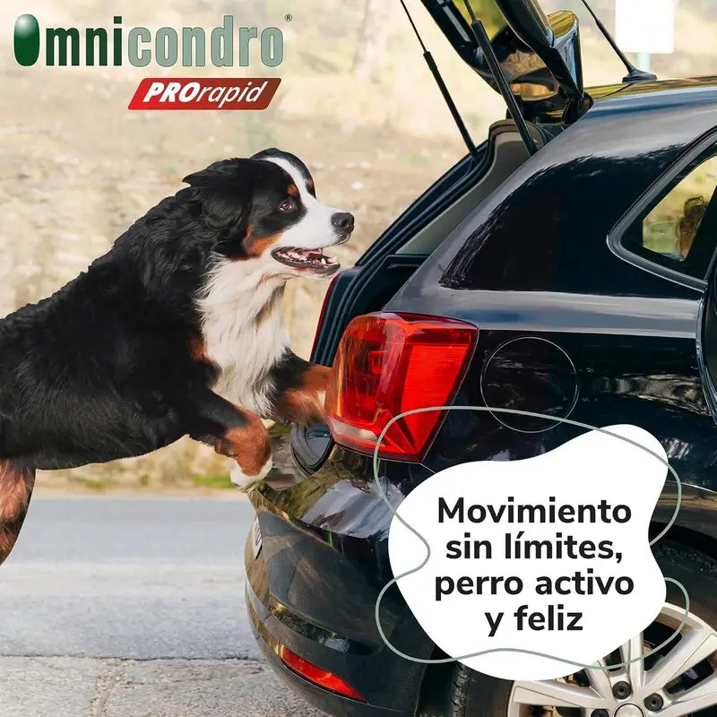 Omnicondro Prorapid, Boîte 2 x 60 Comprimés
