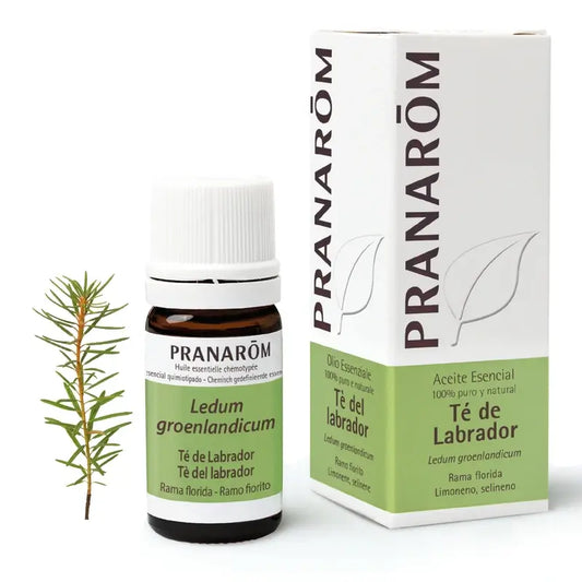 Pranarom Huile essentielle de thé du Labrador, 5ml