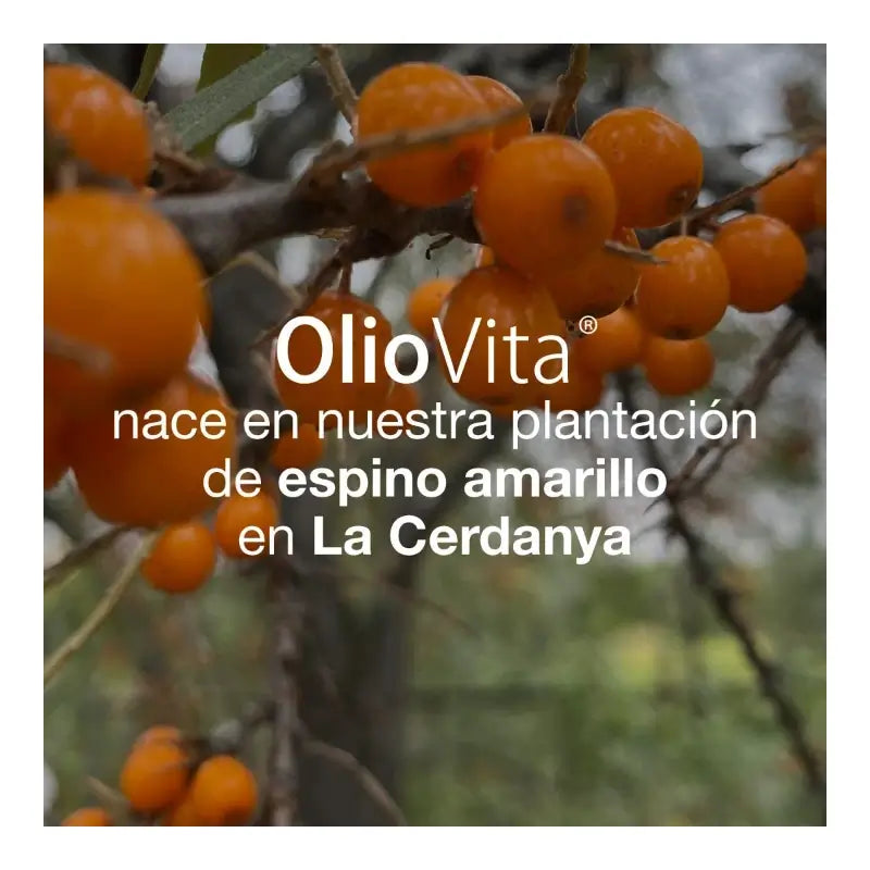 VITAE Oliovita, 60 gélules